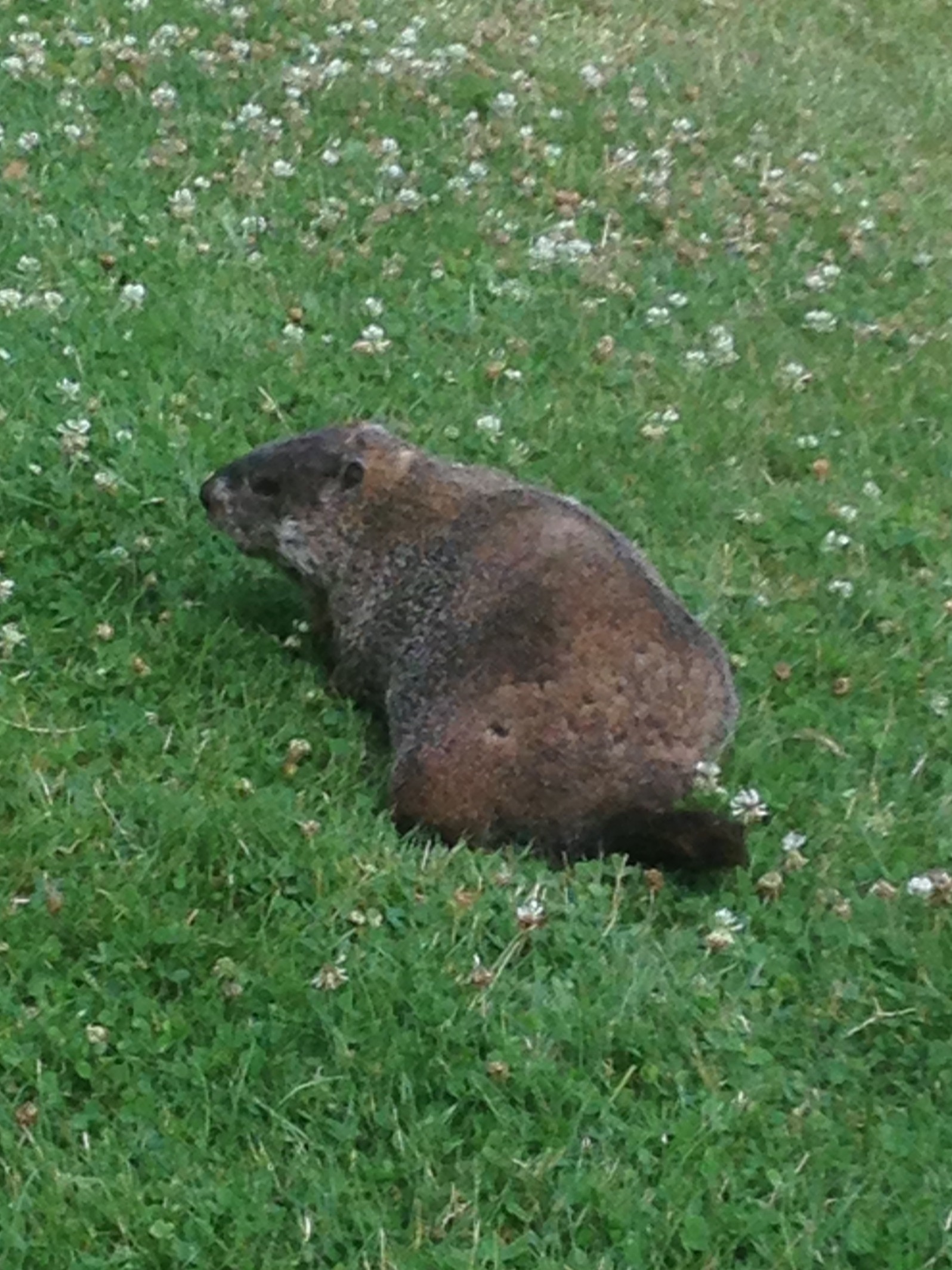 Male groundhogs establish territories. They will mate with the females on their territory, visiting the dens often through the gestation period. Once the young are born, the male does not return until the next breeding season.