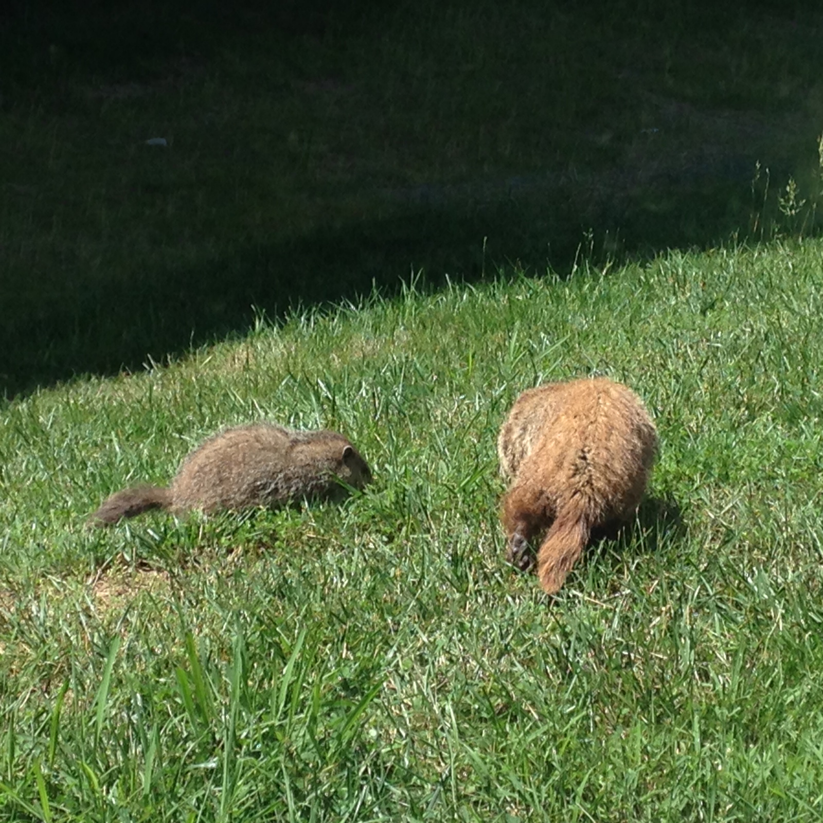 A mother and baby groundhog-the mothers seem to have a redder color. 
